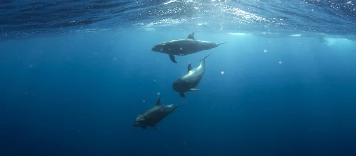 Taucher unter Wasser in einem Fischschwarm